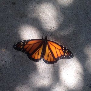 Meet your Posher, Britny